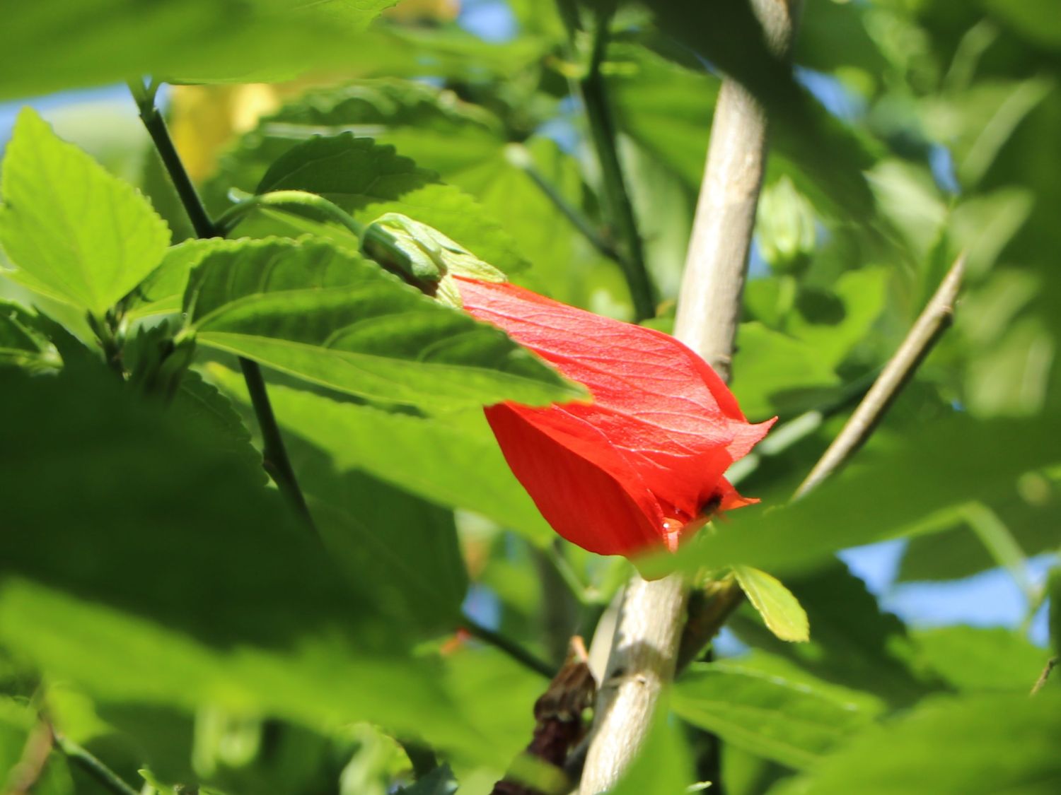 Malvaviscus (Malvaviscus)