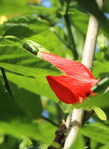 Malvaviscus (Malvaviscus)