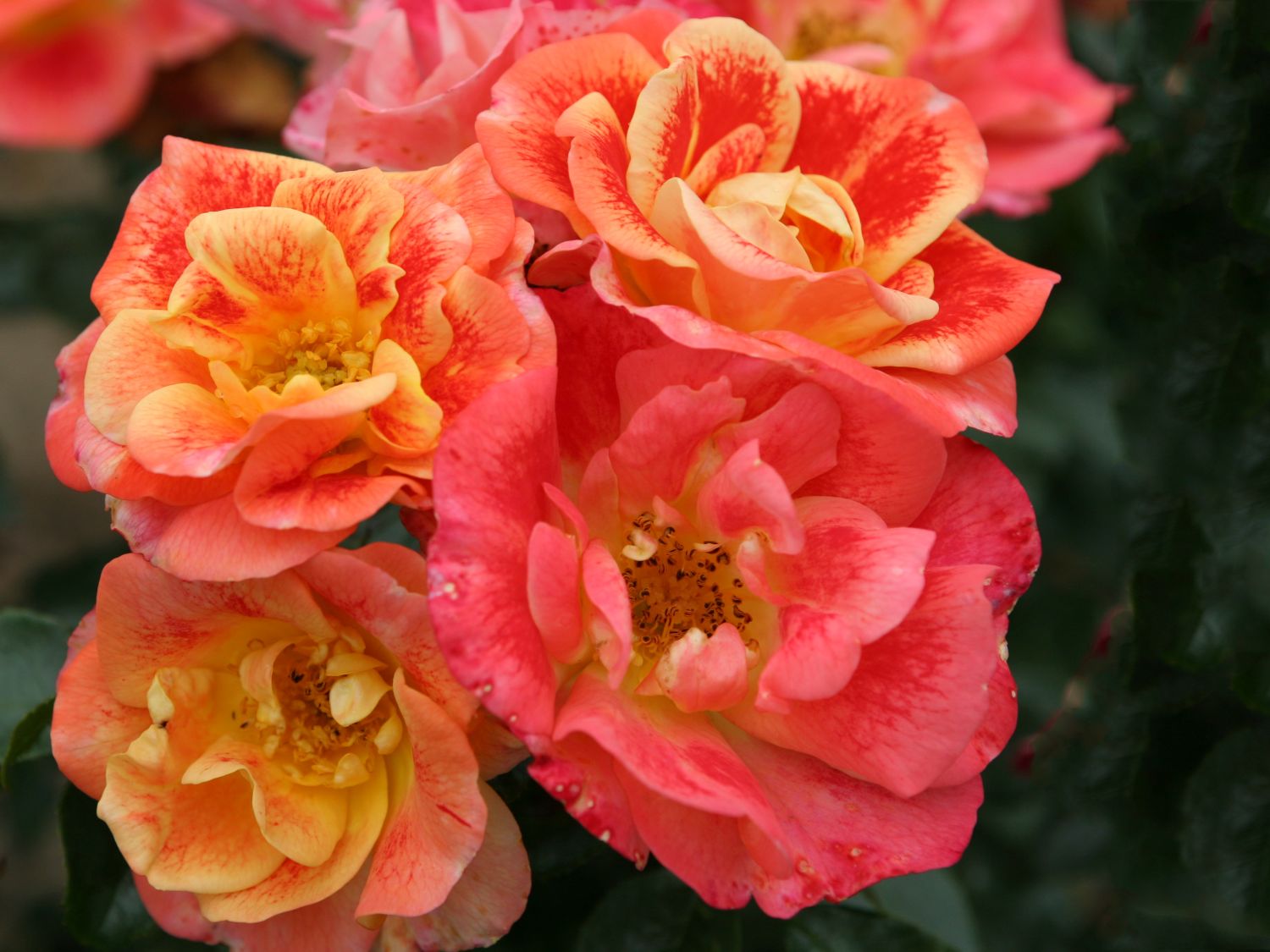 Beetrose 'Airbrush' ® - Rosa 'Airbrush' ®