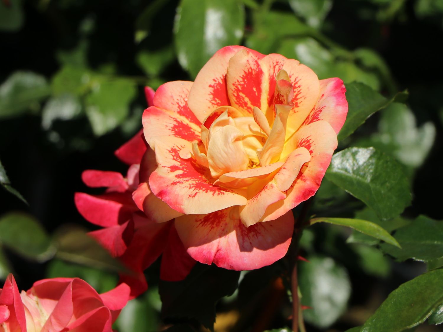 Beetrose 'Airbrush' ® - Rosa 'Airbrush' ®