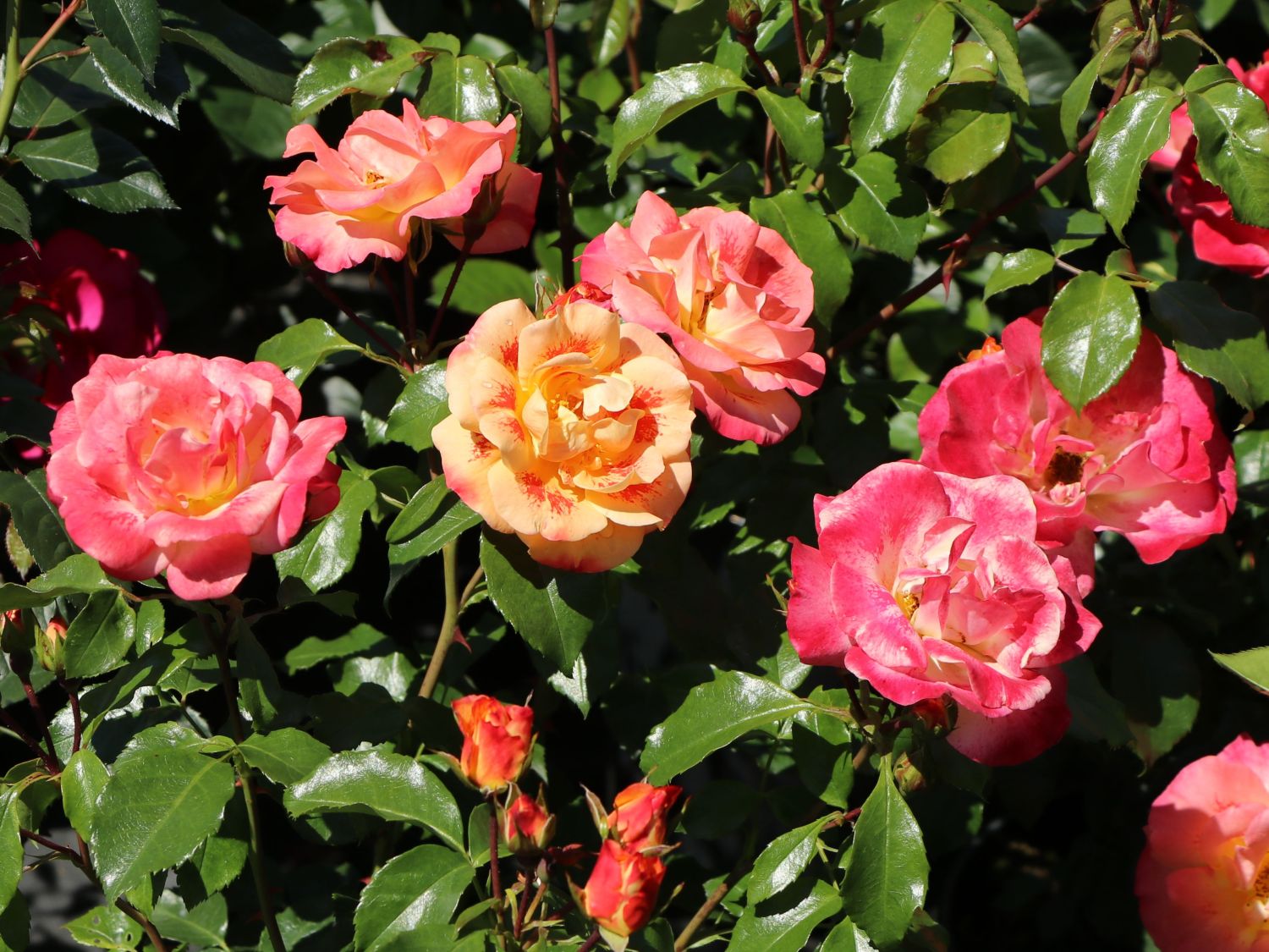 Beetrose 'Airbrush' ® - Rosa 'Airbrush' ®