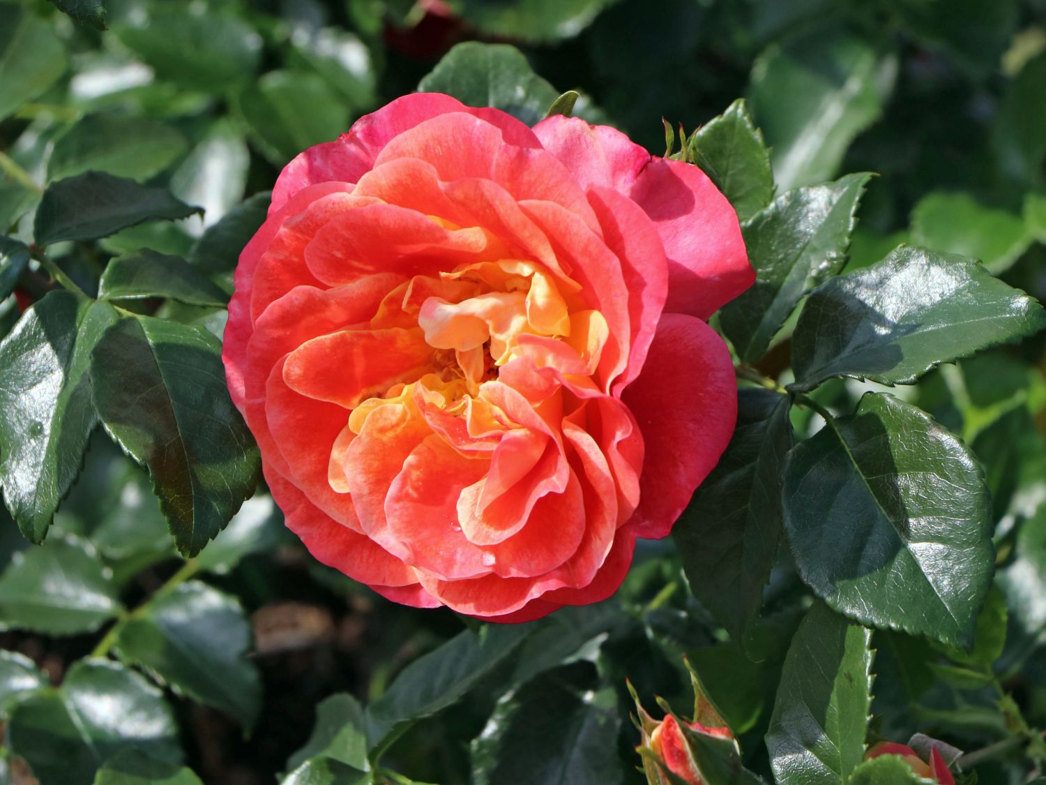 Beetrose 'Airbrush' ® - Rosa 'Airbrush' ®