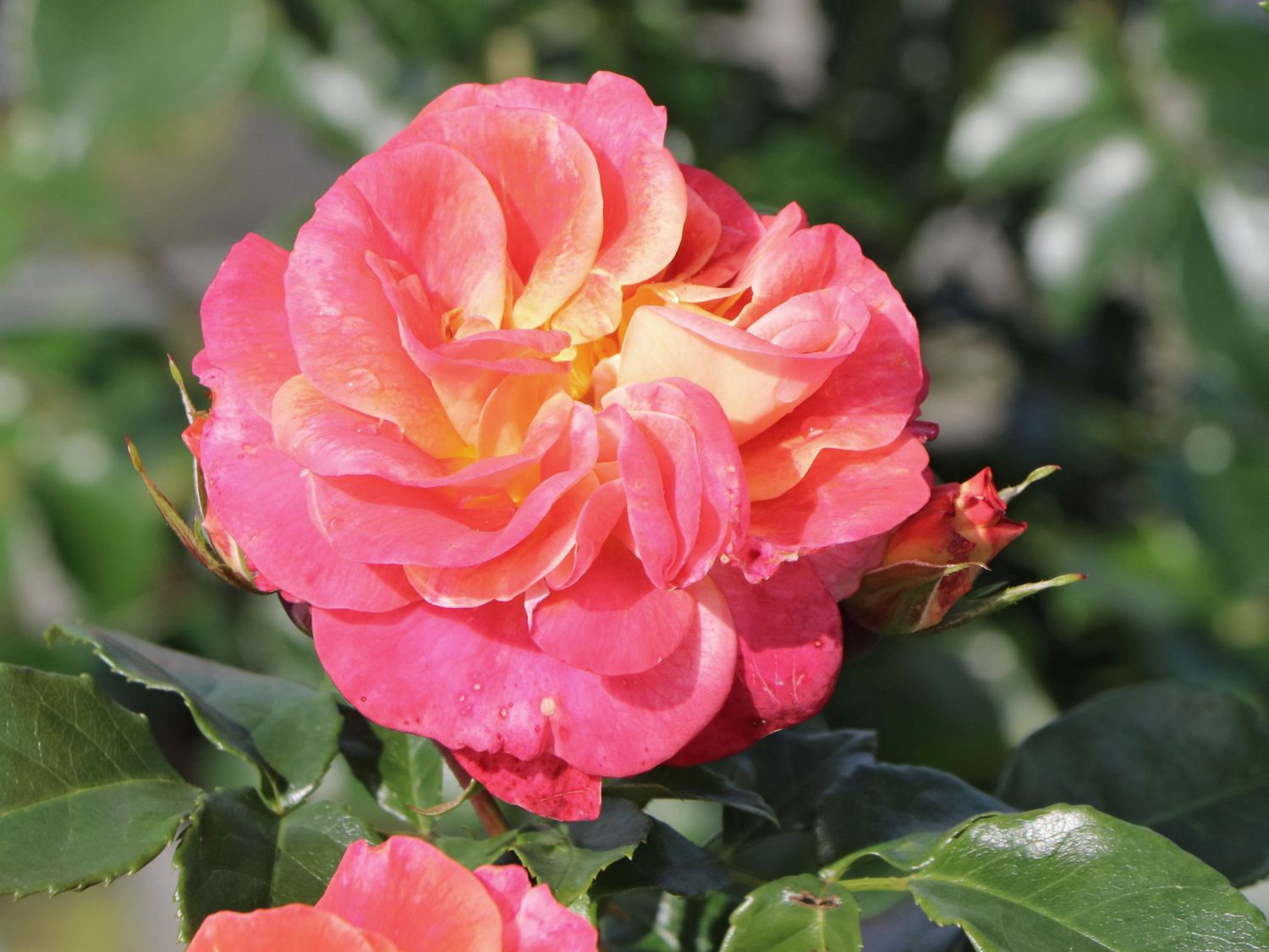 Beetrose 'Airbrush' ® - Rosa 'Airbrush' ®