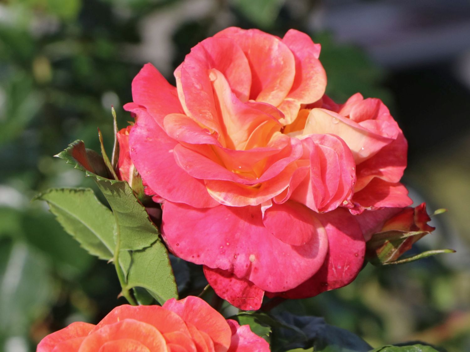 Beetrose 'Airbrush' ® - Rosa 'Airbrush' ®