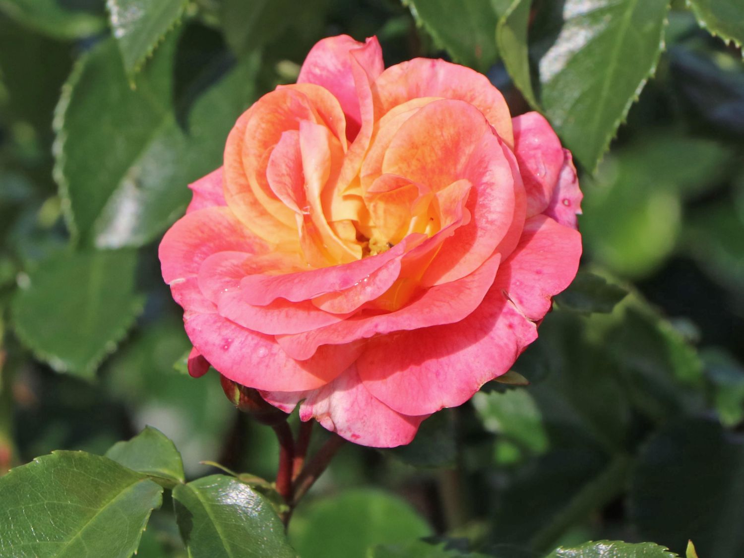 Beetrose 'Airbrush' ® - Rosa 'Airbrush' ®