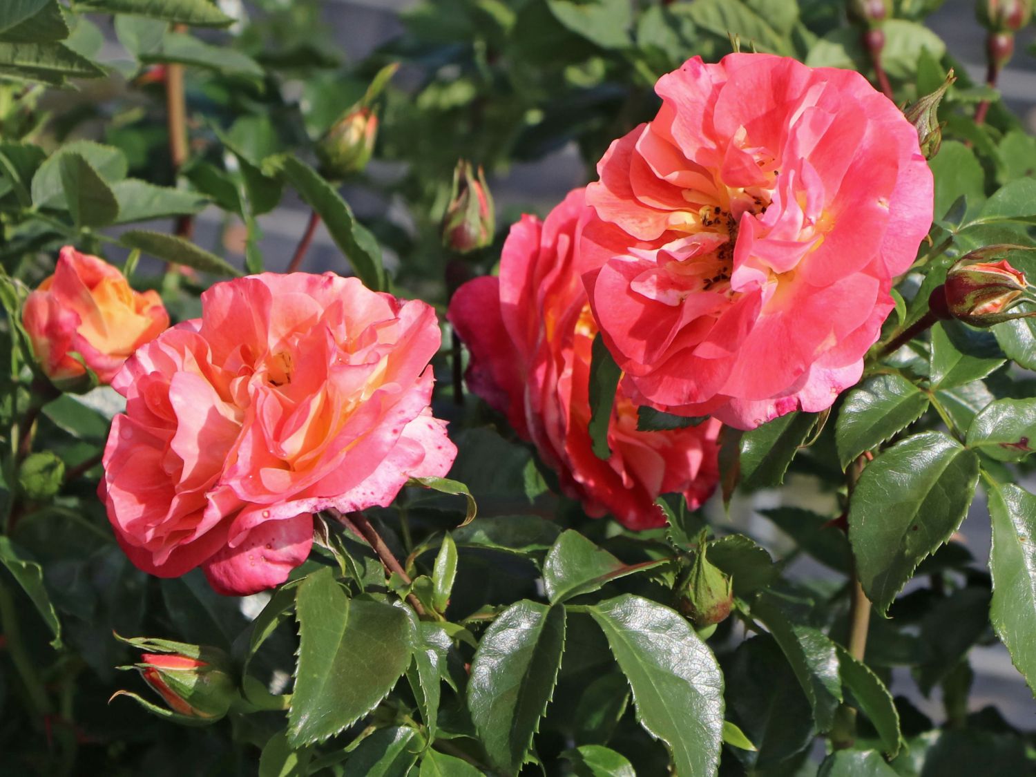 Beetrose 'Airbrush' ® - Rosa 'Airbrush' ®