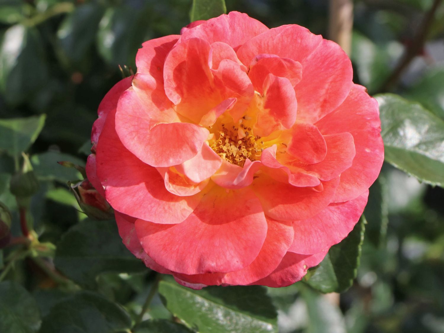 Beetrose 'Airbrush' ® - Rosa 'Airbrush' ®