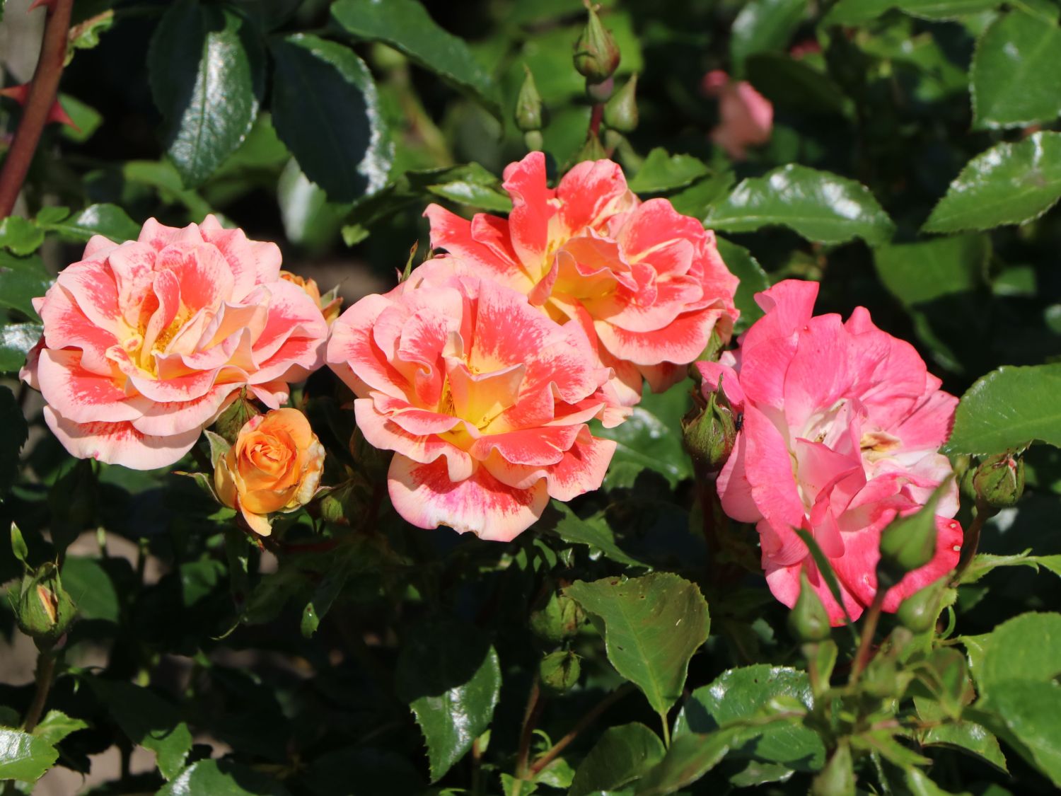 Beetrose 'Airbrush' ® - Rosa 'Airbrush' ®