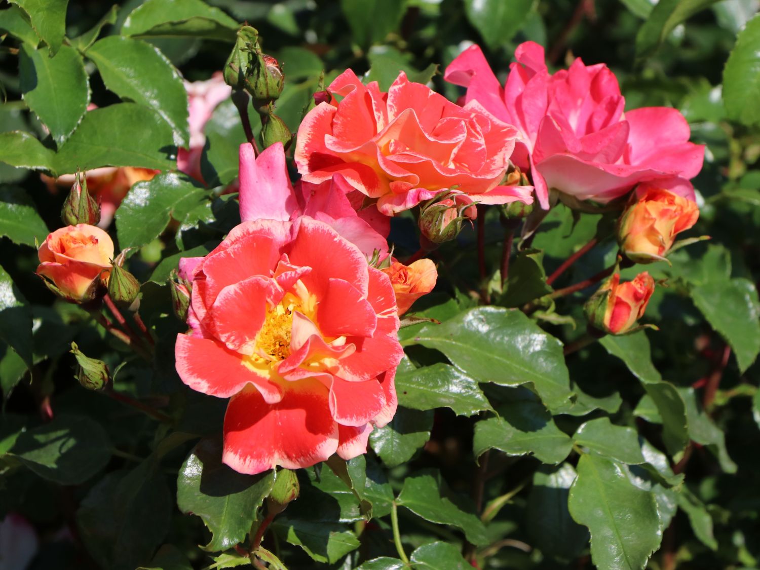 Beetrose 'Airbrush' ® - Rosa 'Airbrush' ®