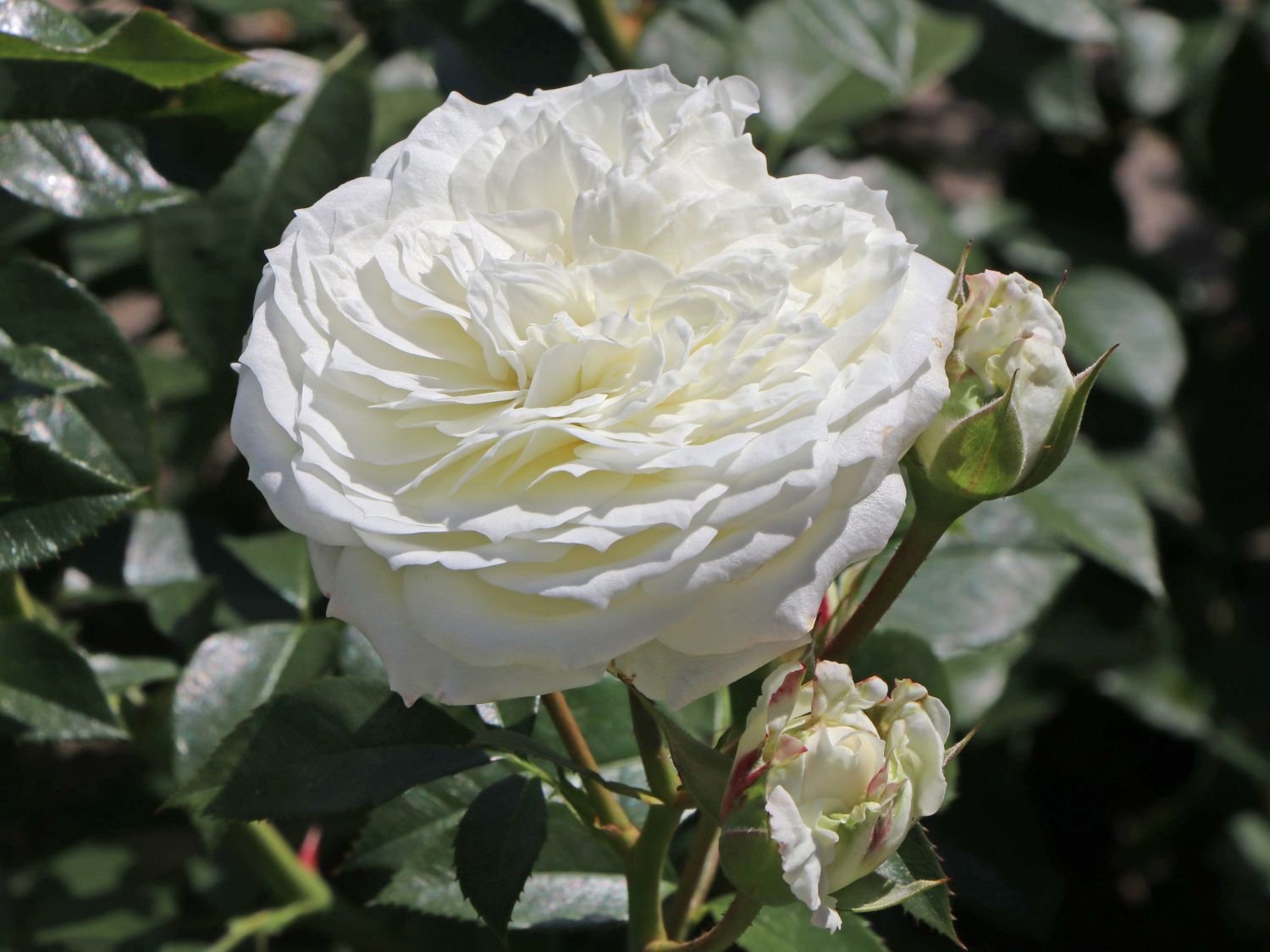 Beetrose 'Alabaster' ®