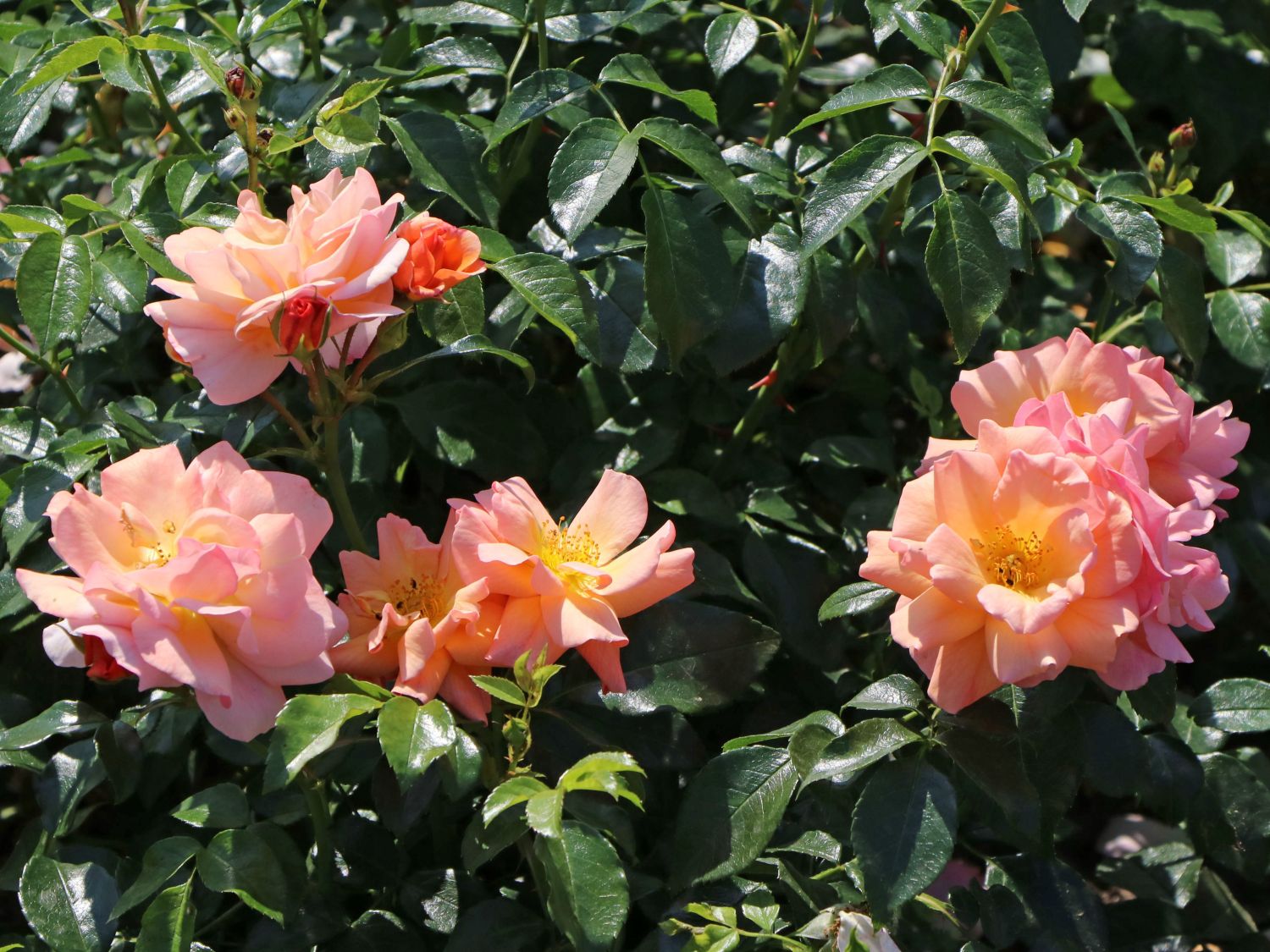 Beetrose 'Aprikola' ® - Rosa 'Aprikola' ®