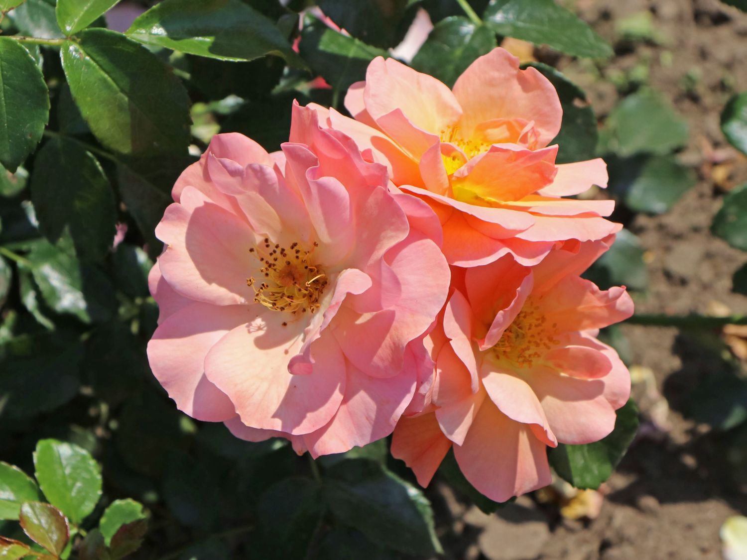 Beetrose 'Aprikola' ® - Rosa 'Aprikola' ®