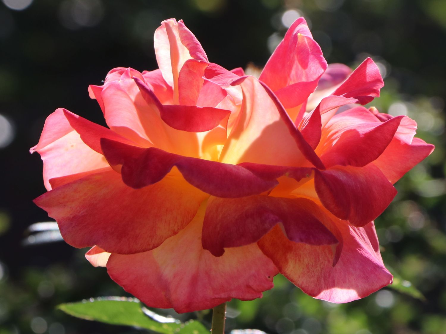 Beetrose 'Aprikola' ® - Rosa 'Aprikola' ®