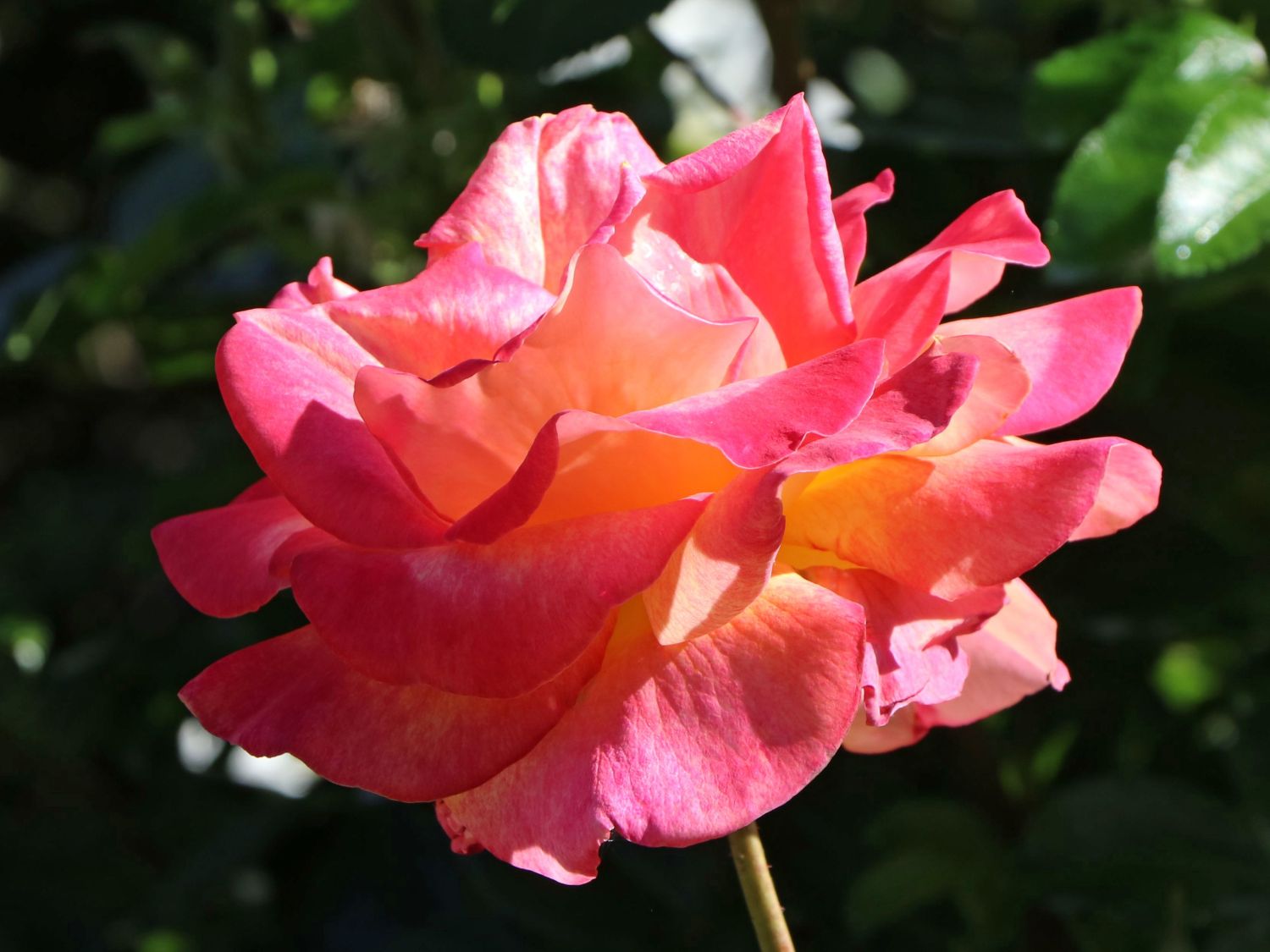 Beetrose 'Aprikola' ® - Rosa 'Aprikola' ®