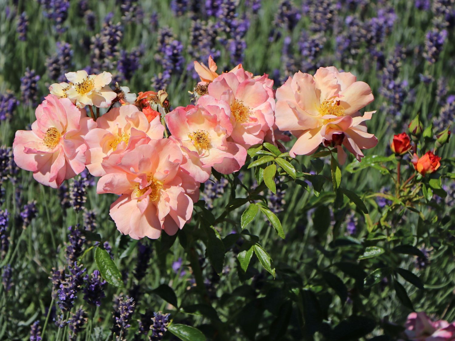 Beetrose 'Aprikola' ® - Rosa 'Aprikola' ®