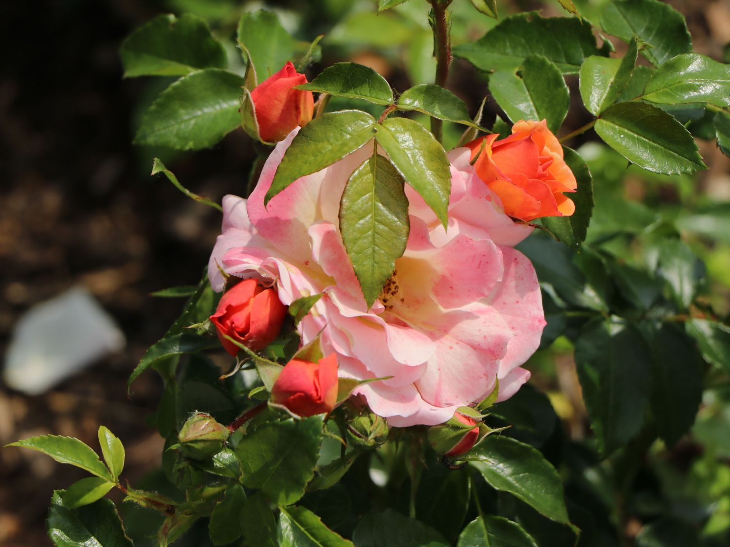 Beetrose 'Aprikola' ® - Rosa 'Aprikola' ®