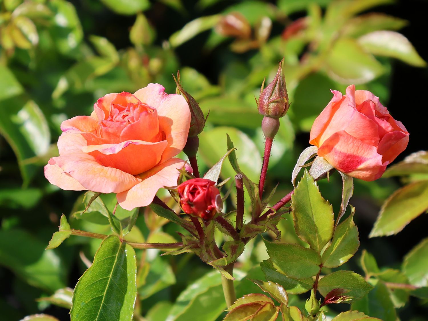 Beetrose 'Aprikola' ® - Rosa 'Aprikola' ®