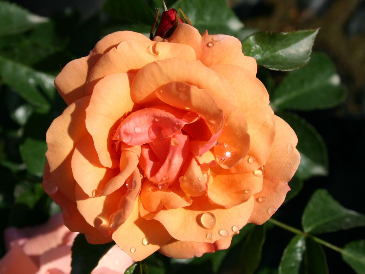 Beetrose 'Aprikola' ® - Rosa 'Aprikola' ®