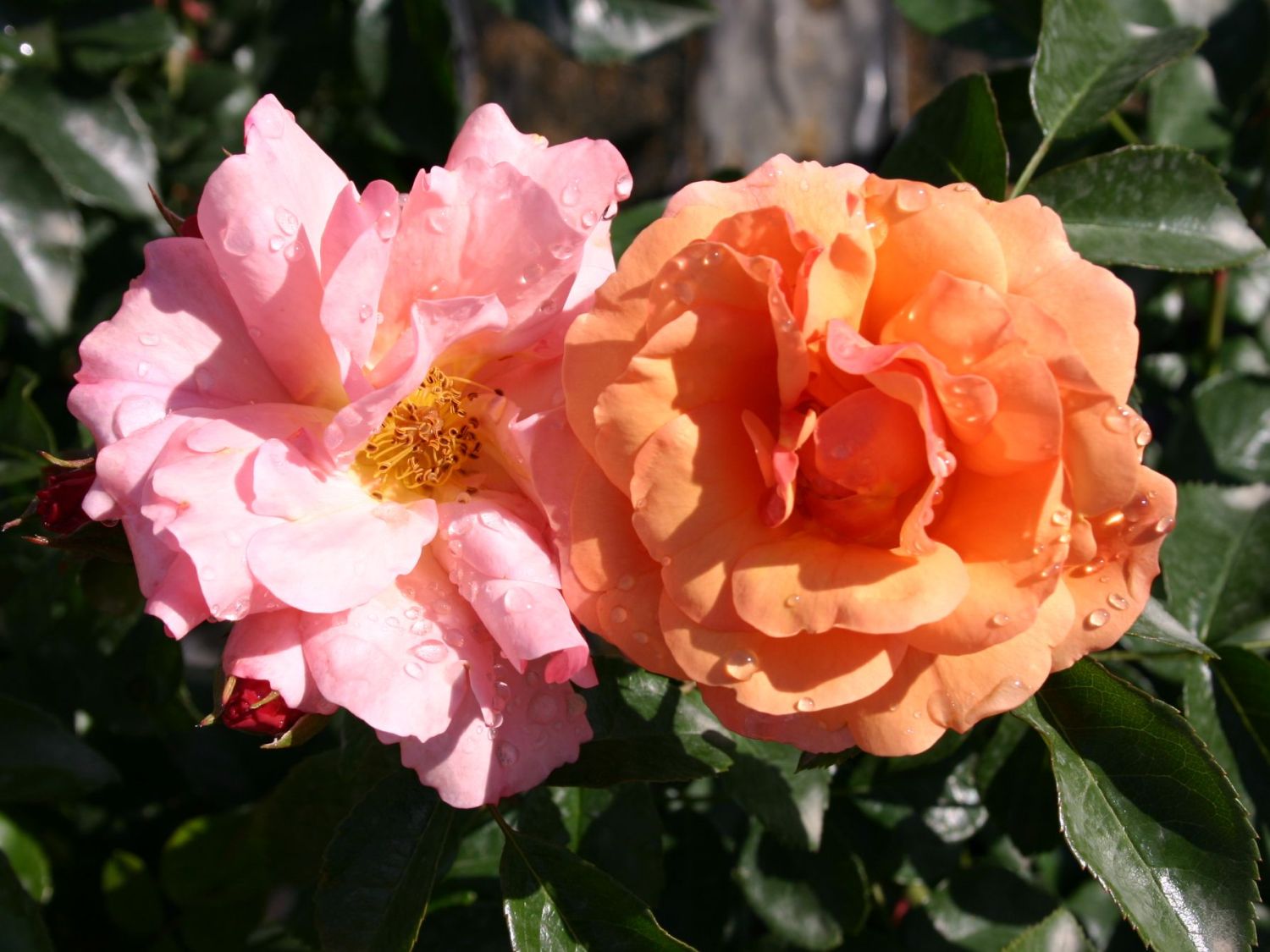 Beetrose 'Aprikola' ® - Rosa 'Aprikola' ®