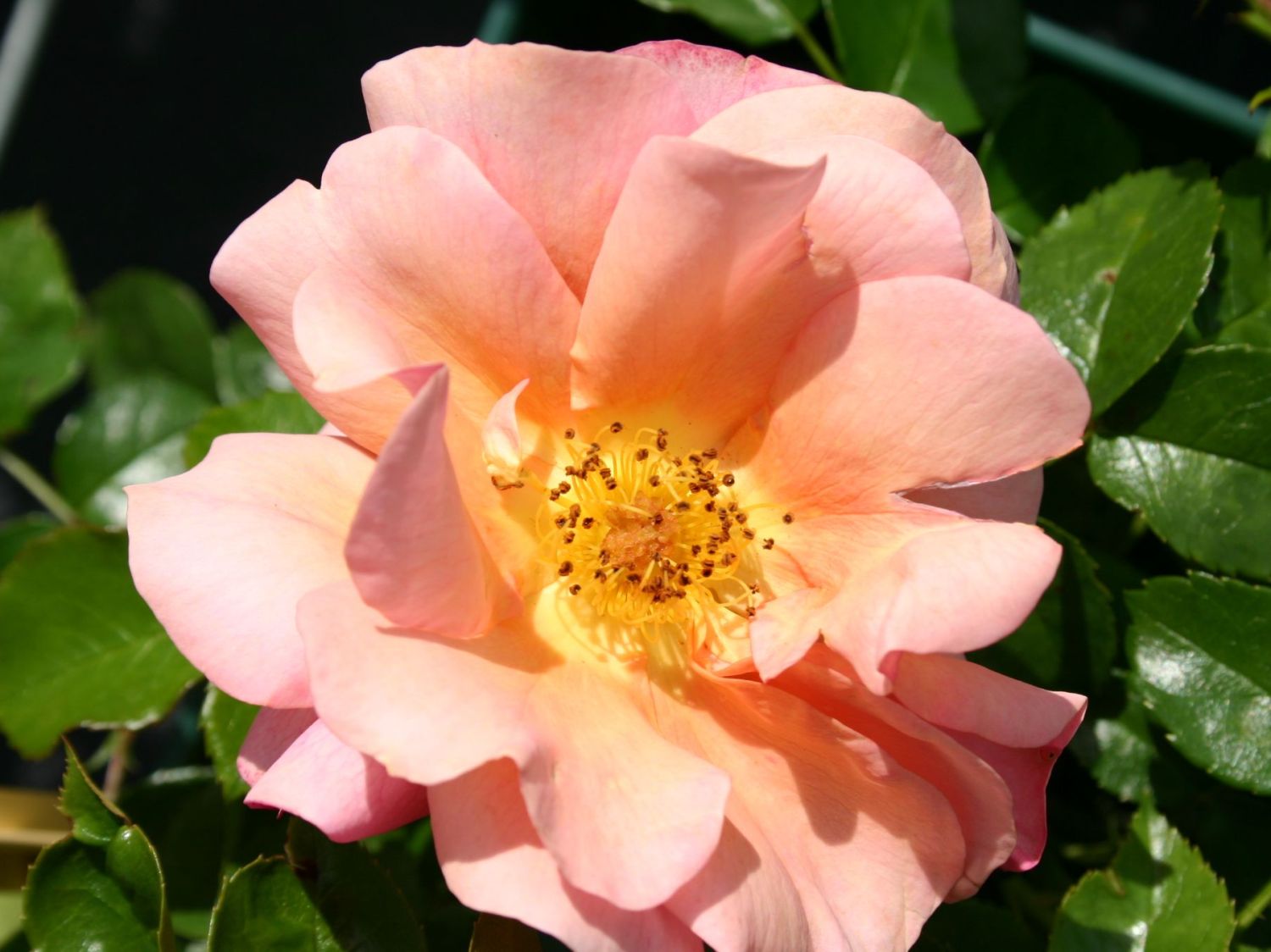 Beetrose 'Aprikola' ® - Rosa 'Aprikola' ®