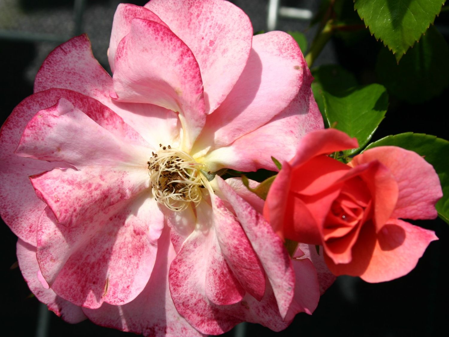 Beetrose 'Aprikola' ® - Rosa 'Aprikola' ®