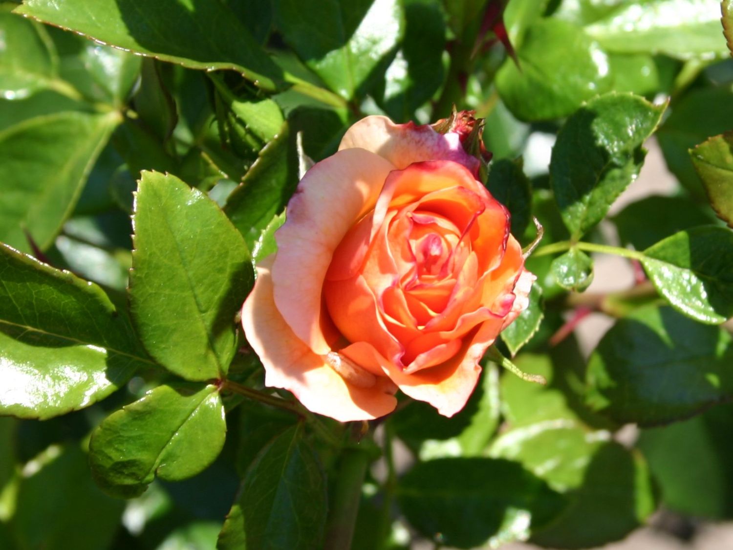 Beetrose 'Aprikola' ® - Rosa 'Aprikola' ®