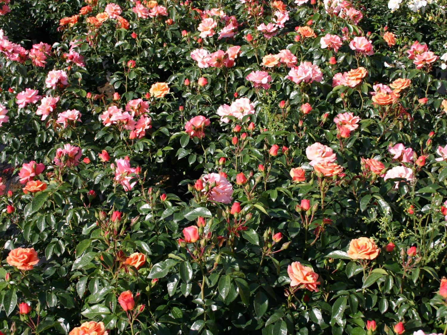 Beetrose 'Aprikola' ® - Rosa 'Aprikola' ®