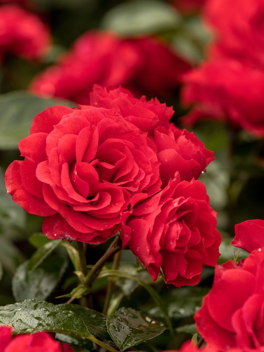 Beetrose 'Arifa' ® - Rosa 'Arifa' ®