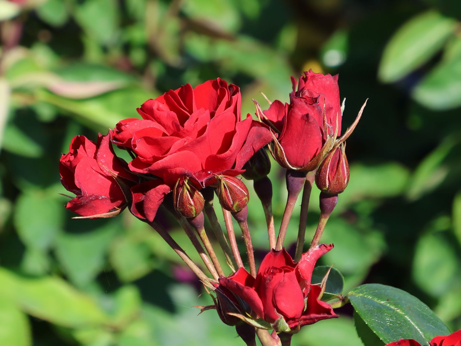 Beetrose 'Arifa' ® - Rosa 'Arifa' ®