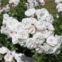 Beetrose 'Aspirin' ® - Rosa 'Aspirin' ®
