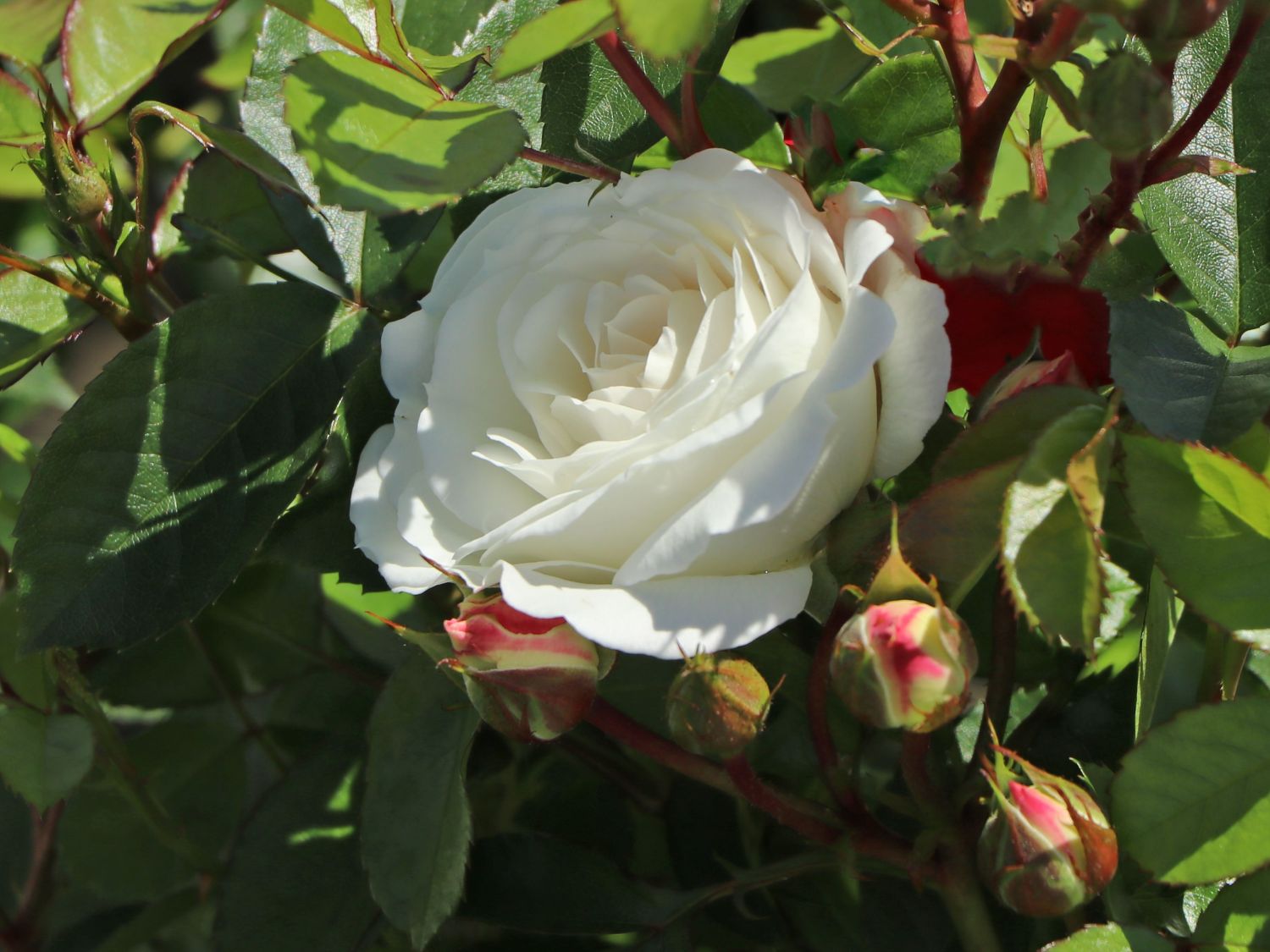 Beetrose 'Baby Schneewittchen' ®