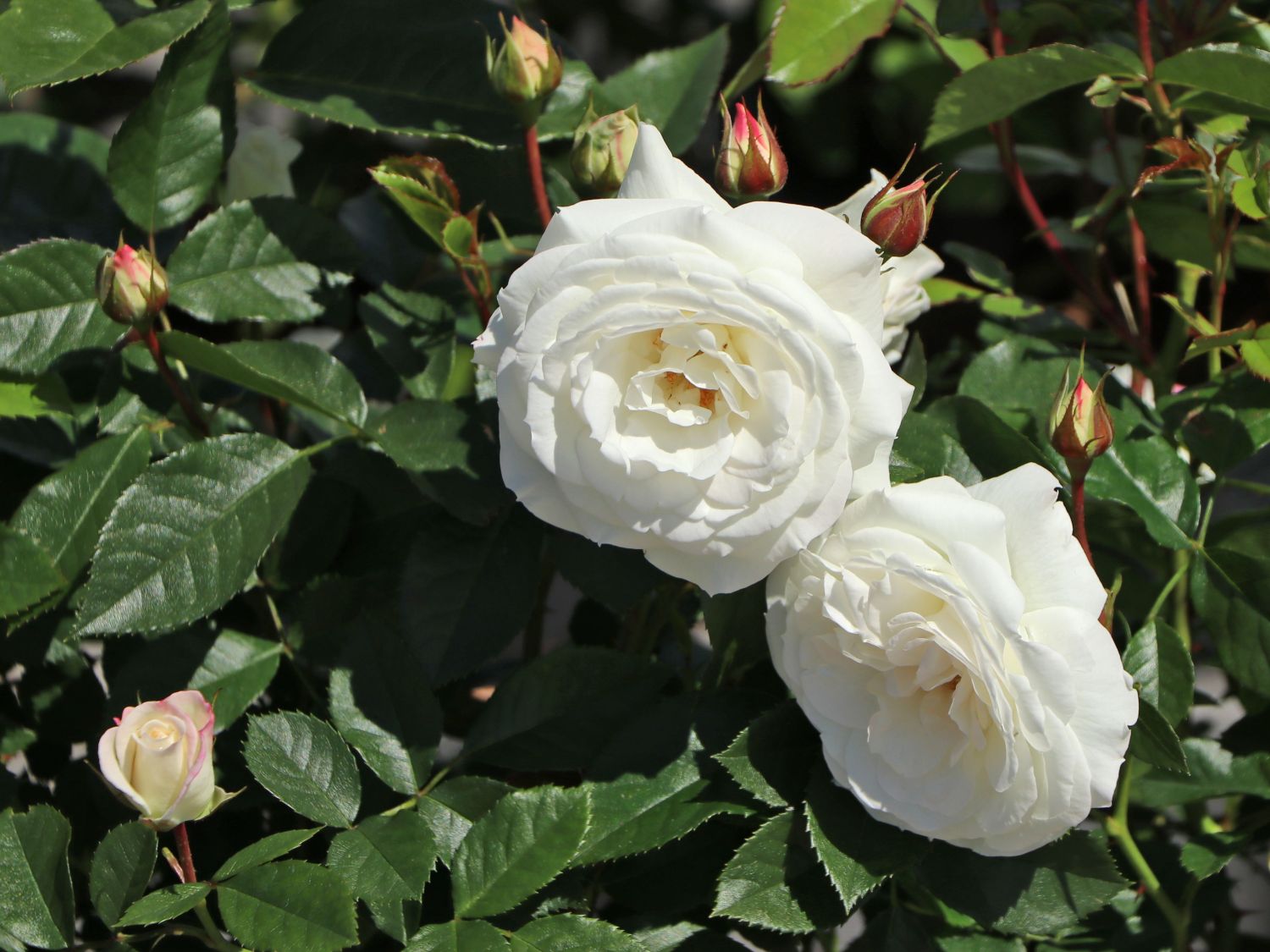 Beetrose 'Baby Schneewittchen' ® - Rosa 'Baby Schneewittchen' ®