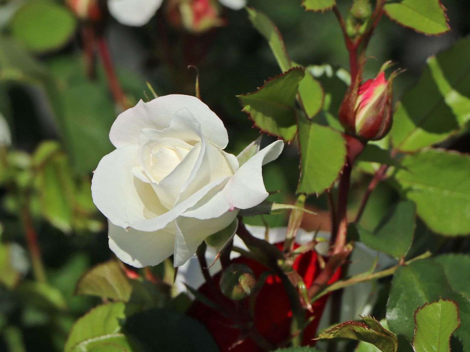 Beetrose 'Baby Schneewittchen' ® - Rosa 'Baby Schneewittchen' ®