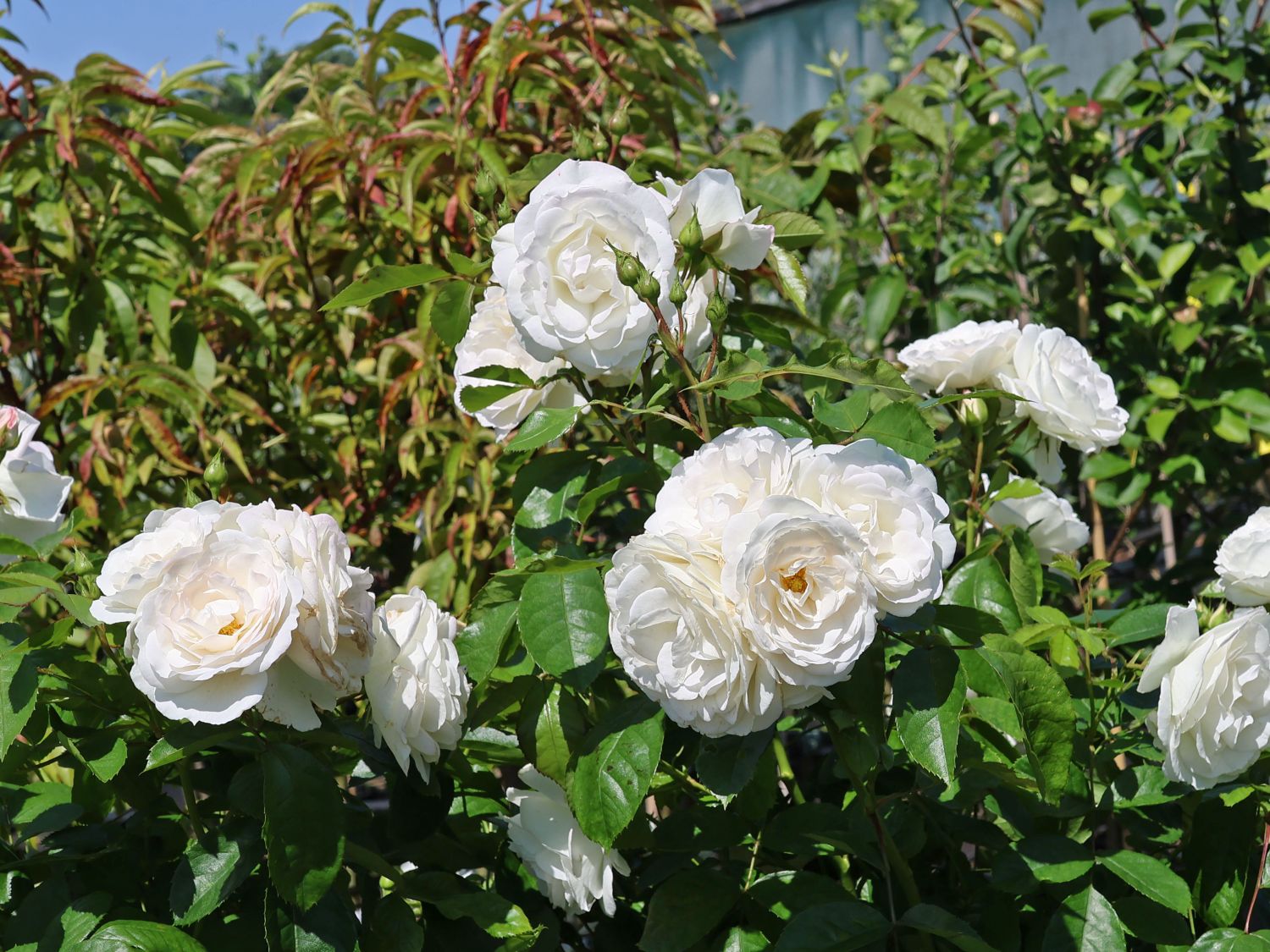 Beetrose 'Baby Schneewittchen' ® - Rosa 'Baby Schneewittchen' ®