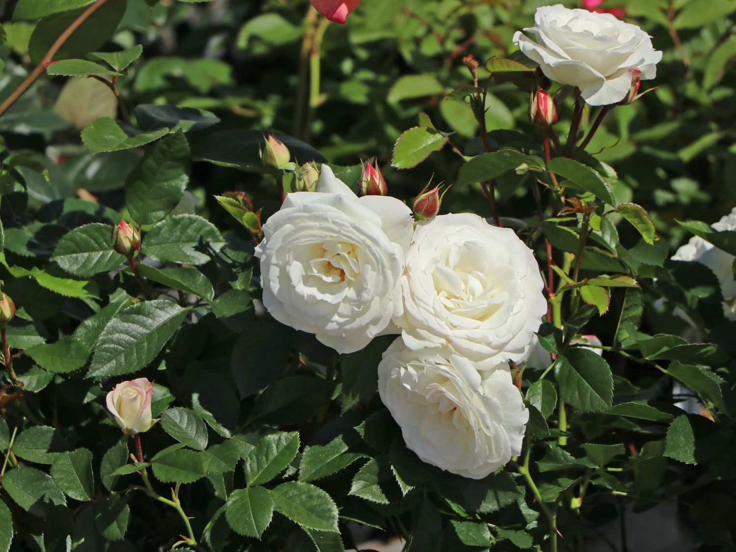 Beetrose 'Baby Schneewittchen' ® - Rosa 'Baby Schneewittchen' ®