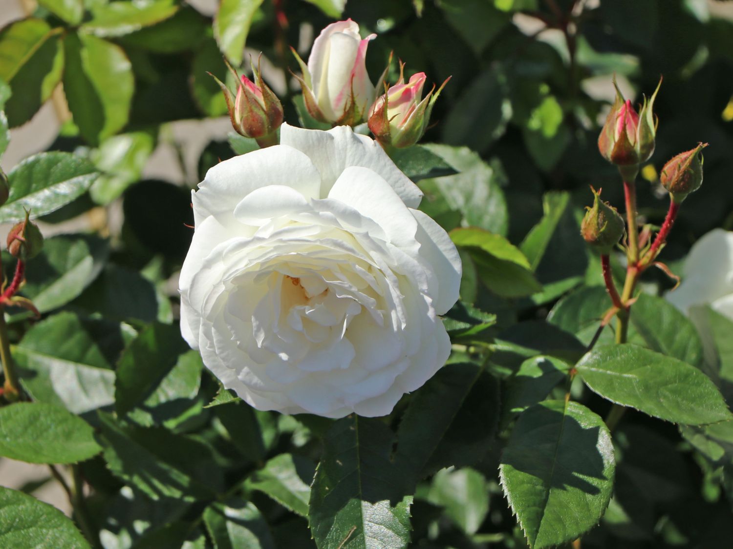 Beetrose 'Baby Schneewittchen' ® - Rosa 'Baby Schneewittchen' ®