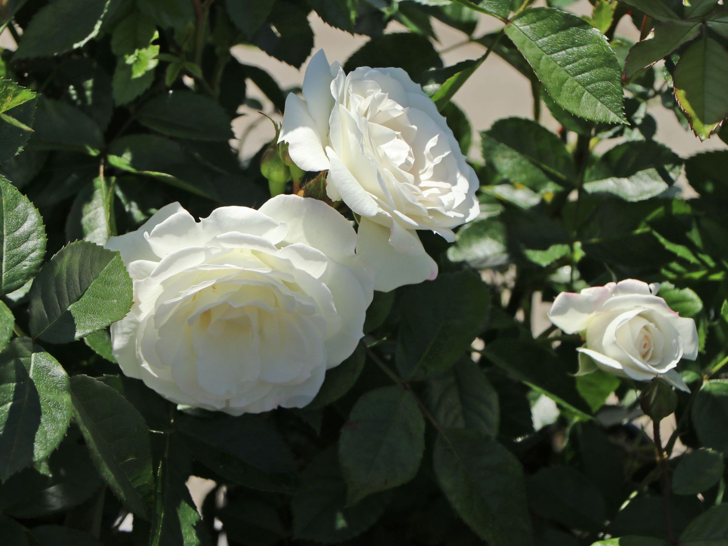 Beetrose 'Baby Schneewittchen' ® - Rosa 'Baby Schneewittchen' ®