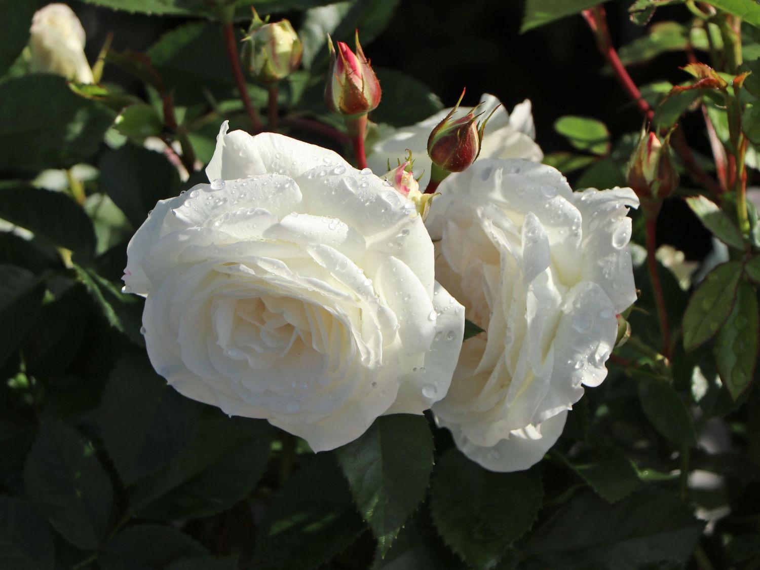 Beetrose 'Baby Schneewittchen' ® - Rosa 'Baby Schneewittchen' ®