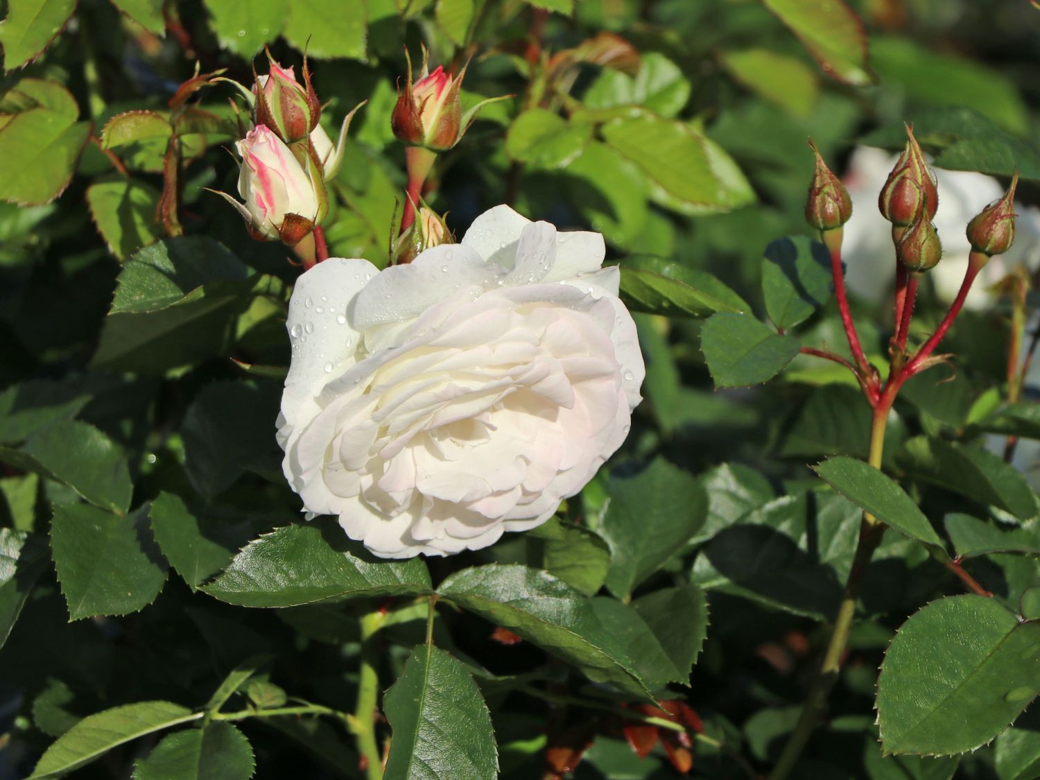 Beetrose 'Baby Schneewittchen' ® - Rosa 'Baby Schneewittchen' ®