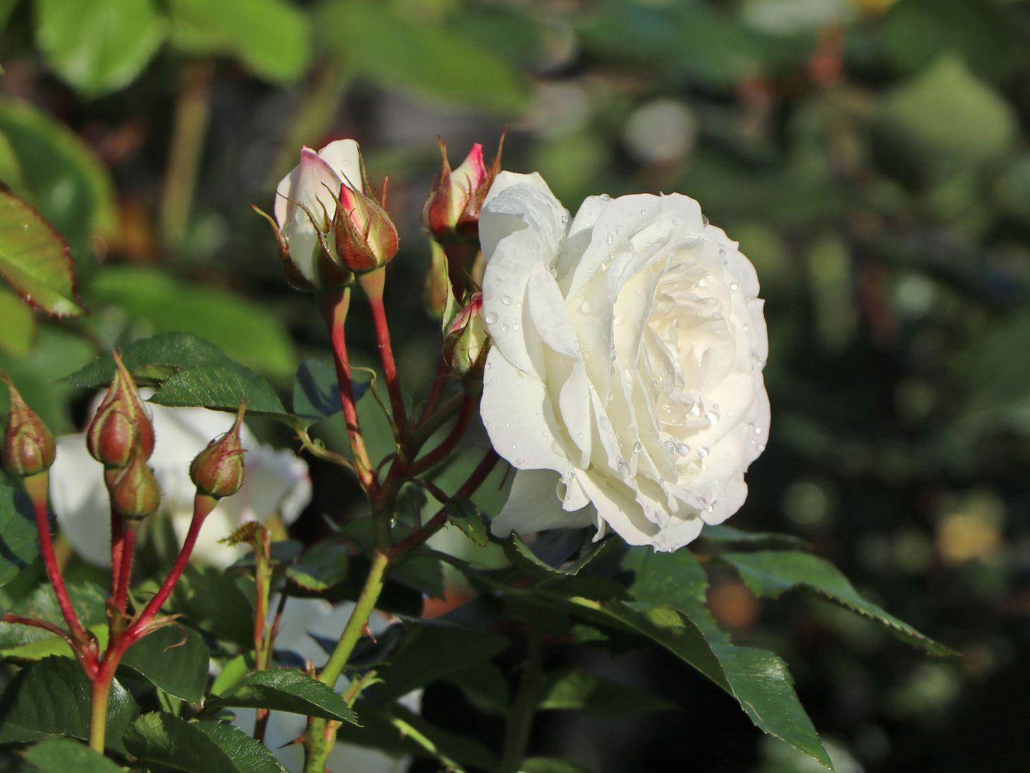 Beetrose 'Baby Schneewittchen' ® - Rosa 'Baby Schneewittchen' ®