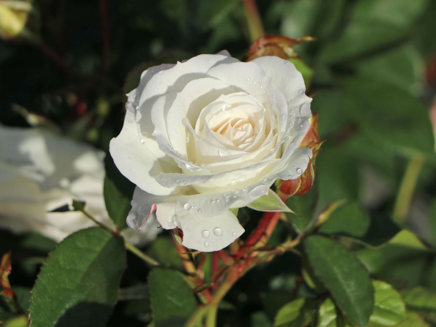 Beetrose 'Baby Schneewittchen' ® - Rosa 'Baby Schneewittchen' ®