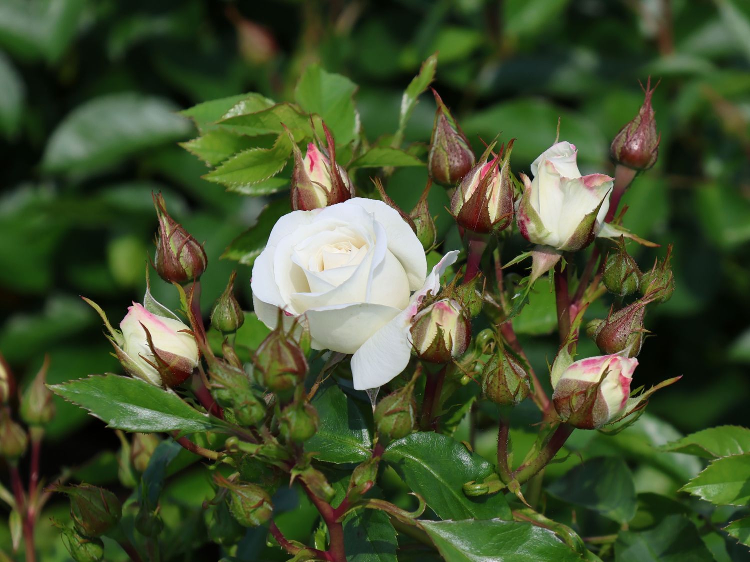 Beetrose 'Baby Schneewittchen' ® - Rosa 'Baby Schneewittchen' ®
