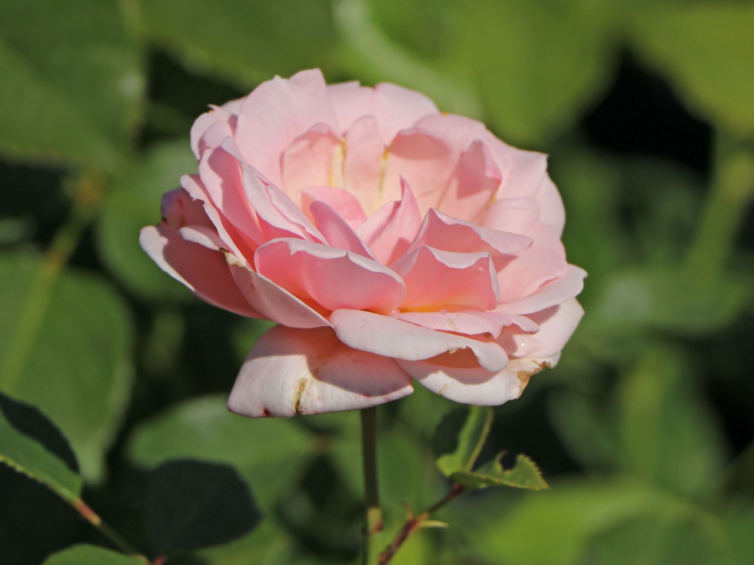 Beetrose 'Ballade' ®