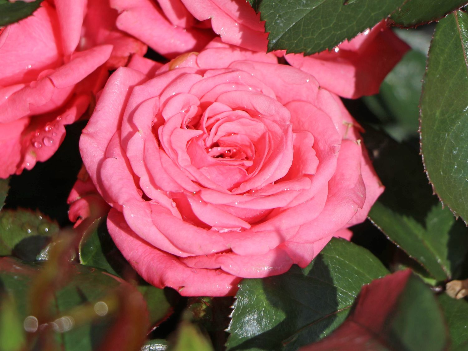 Beetrose 'Bella Rosa' ®