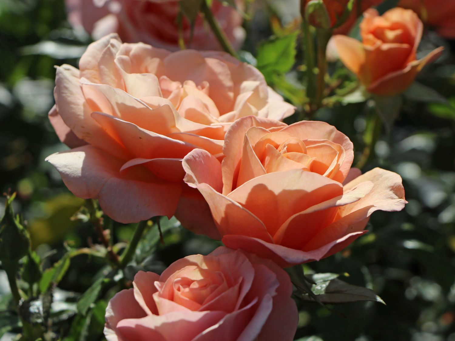 Beetrose 'Bengali' ®