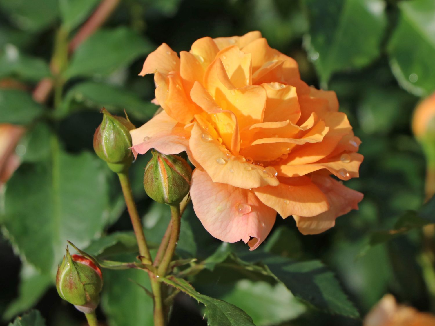 Beetrose 'Bentheimer Gold' ®