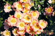 Bodendecker-Rose 'Bienenweide ® Apricot'