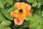 Bodendecker-Rose 'Bienenweide ® Apricot' - Rosa 'Bienenweide ® Apricot'