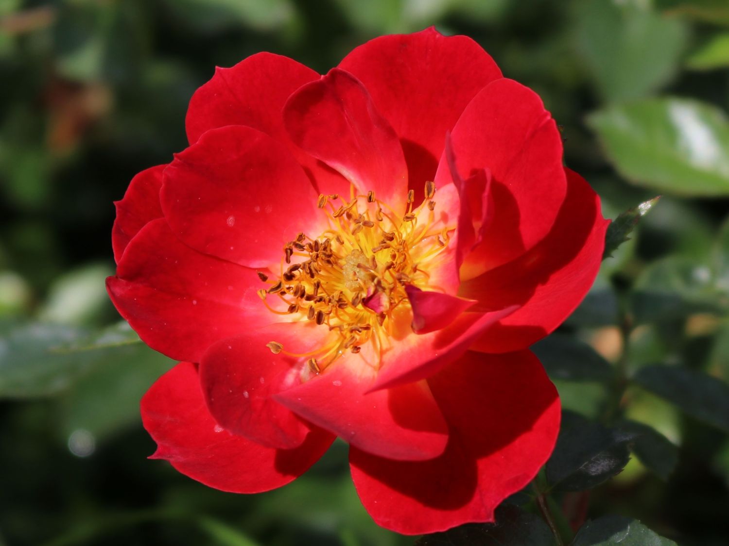Bodendecker-Rose 'Bienenweide ® Hellrot' - Rosa 'Bienenweide ® Hellrot'
