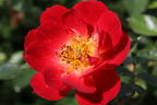 Bodendecker-Rose 'Bienenweide ® Hellrot' - Rosa 'Bienenweide ® Hellrot'